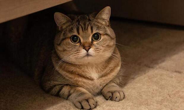 Кошка начала прятаться в укромные места. Почему это тревожный знак