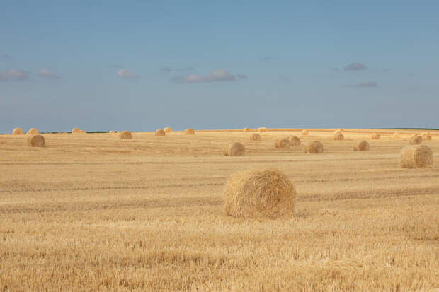 Field by Vladimir Gagic on 500px.com