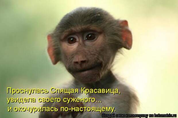 Котоматрица