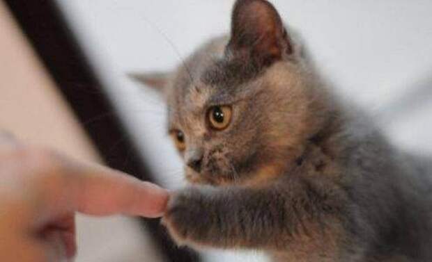 Кошки лечат людей