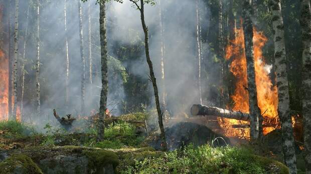 Природный пожар в Карелии перекинулся на леса в Финляндии