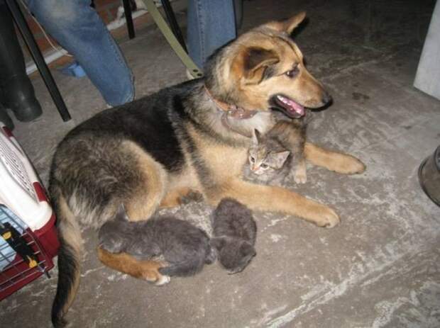 Невероятная история спасения брошенных котят бродячей собакой котята, собака, спасение