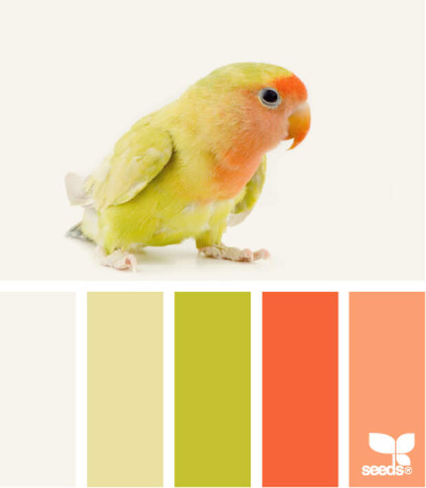 feathered color