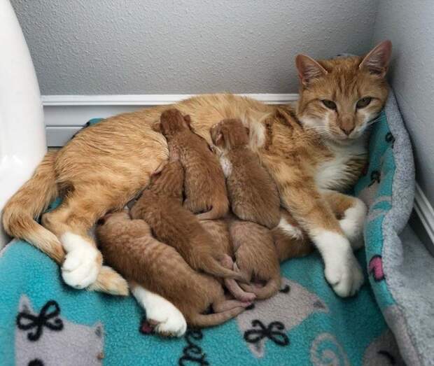 Скромная кошка благодарила девушку, которая спасла ее будущих котят Скромная кошка благодарила девушку, которая спасла ее будущих котят история, история спасения, коты, котята, кошки, помощь животным, спасение животных
