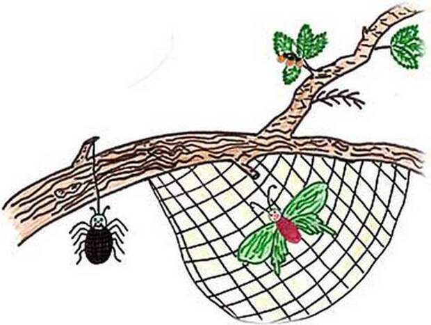 паучок корень