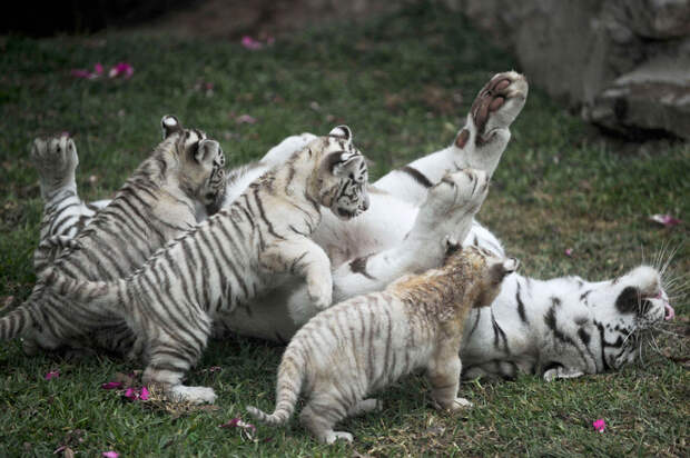 Бенгальские тигрята с мамой