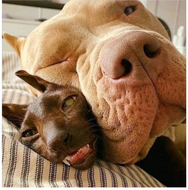 Милота Милота
