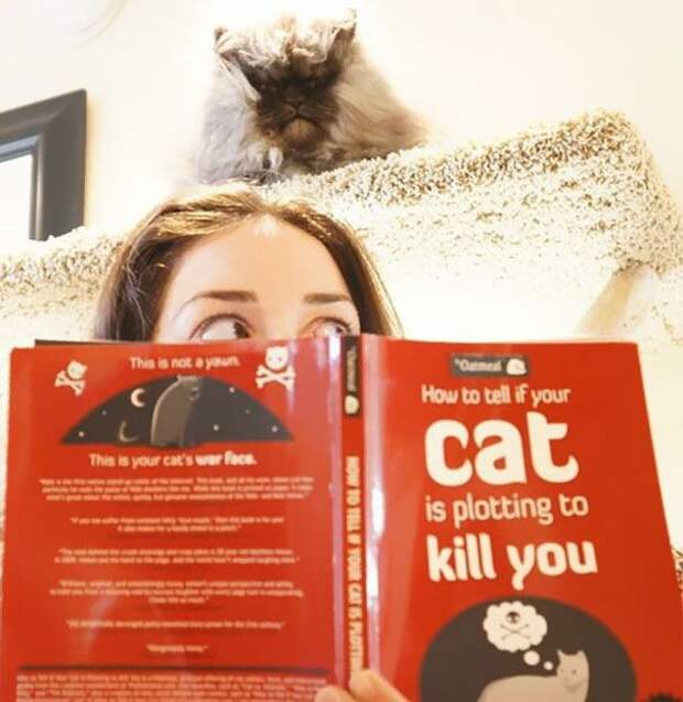 кошки, которые хотя убить своих владельцев, злые кошки