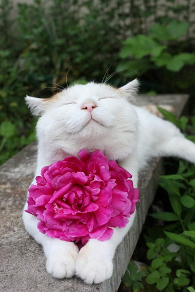 20 улыбающихся кошек, которые подарят вам прекрасное настроение