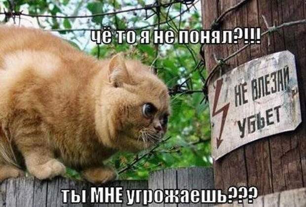 Море позитива от братьев наших меньших