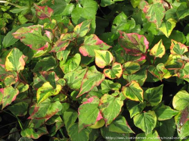 IMG_1398 (640x480, 273Kb)