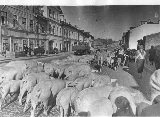Фотографии блокады Ленинграда.
