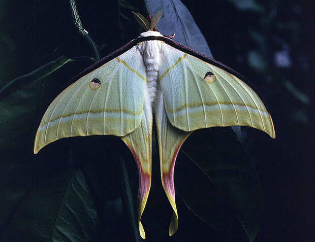 10 фактов о запахах