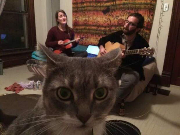 Приколы с котами. часть 12 (29 фото)