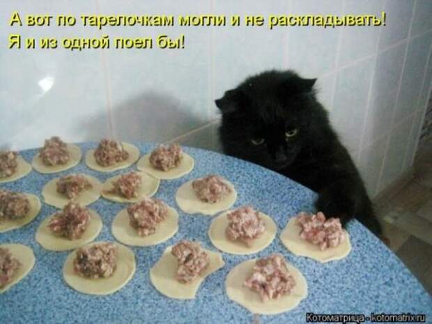 Новые юморные котоматрицы (27 шт) Новые юморные котоматрицы (27 шт)