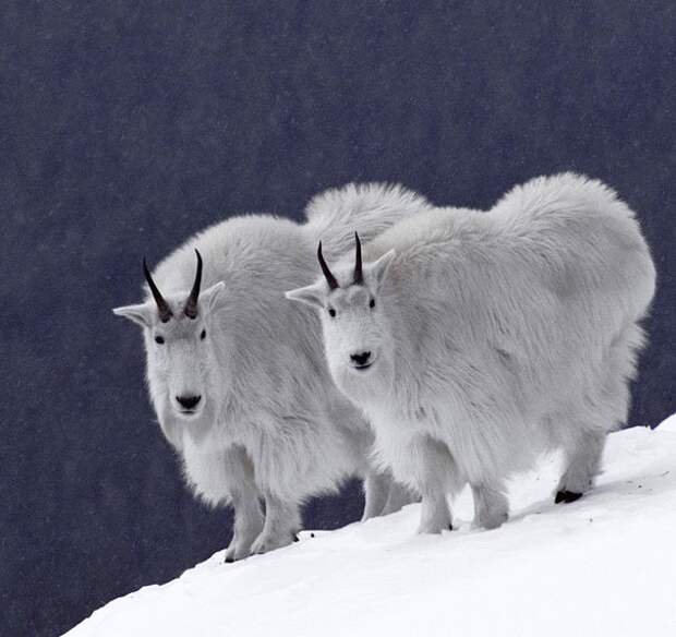 животные близнецы горные козы