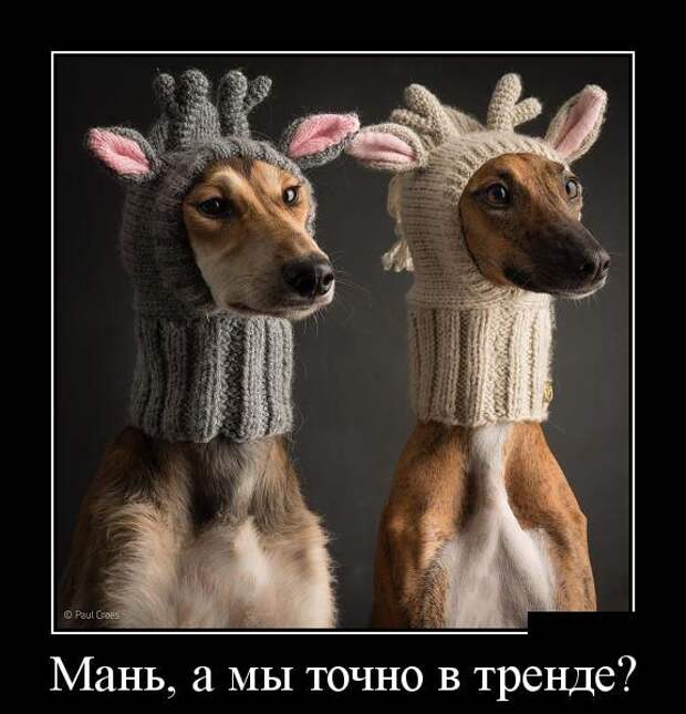 Мань, а мы точно в тренде? демотиватор, юмор