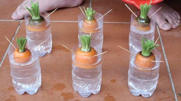 Выращиваем сочную морковь из обрезков