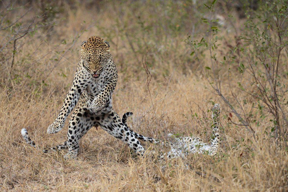 Comedy Wildlife Photo Awards 14