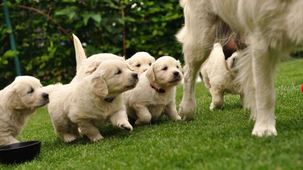 Golden retriever puppies playing