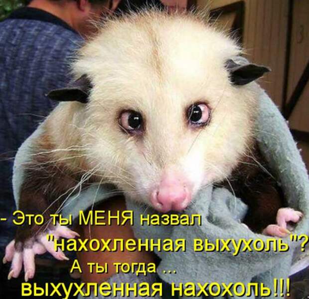 Выхухоль или нахухоль.Пост с анекдотиками