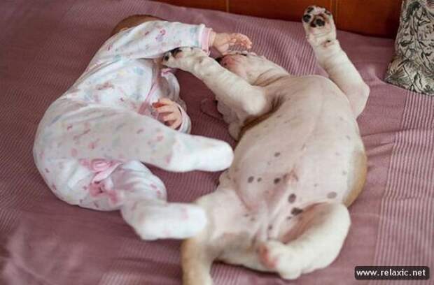 funny_animals_002