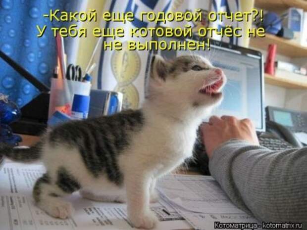 Отличная коллекция котоматриц (25 шт)