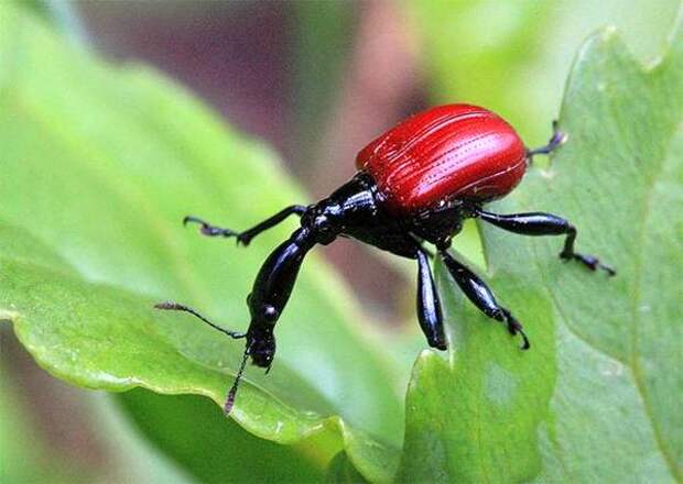 Долгоносик-жираф (Trachelophorus giraffa), фото картинка изображение