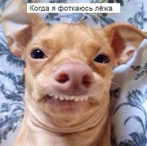 Картинки со смешными подписями картинки, прикол, юмор