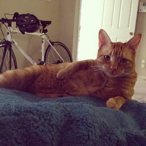 Животные, которые позируют как настоящие фотомодели
