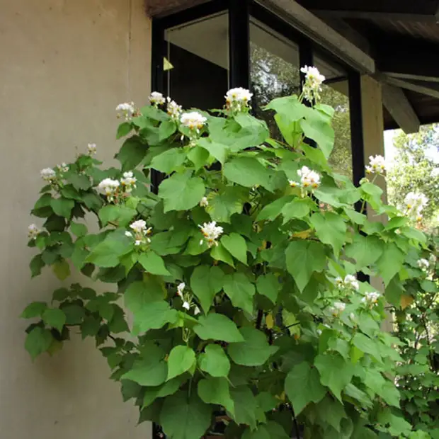 Спармания африканская. Спармания цветок. Спармания комнатная липка. Спармания африканская липка. Спармания (sparmannia).