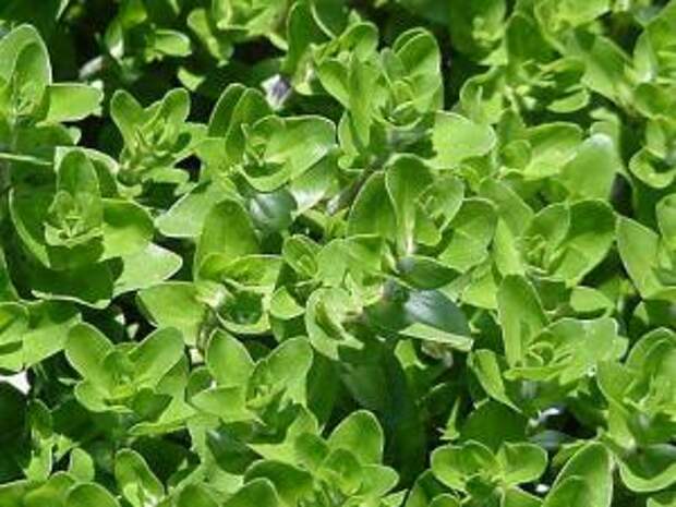 Бакопа каролинская (Bacopa caroliniana или Bacopa amplexicaulis) - 