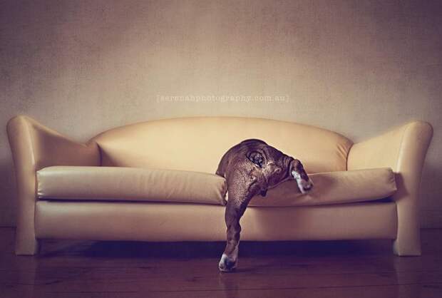 Креативные фотографии домашних животных от фотографа Serenah