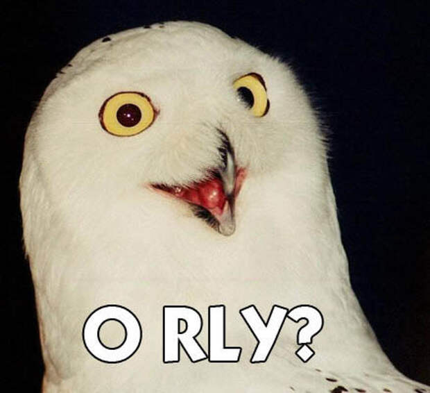 The inexplicable O RLY owl.