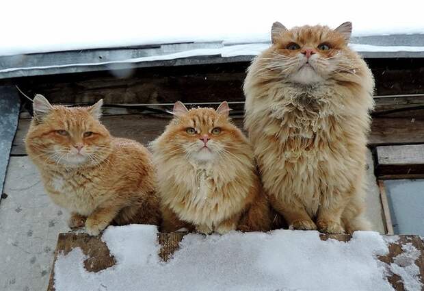 Siberian-Cats_photo-Alla-Lebedeva91