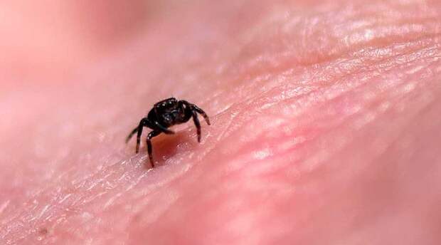 Какой паук самый маленький на Земле — без лупы или микроскопа не обойтись