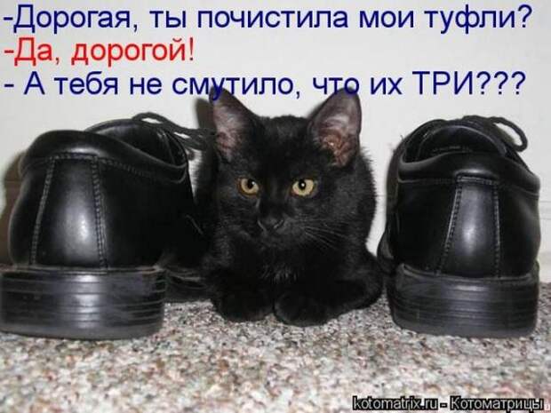 котоматрицы (50 фото) котоматрицы (50 фото)
