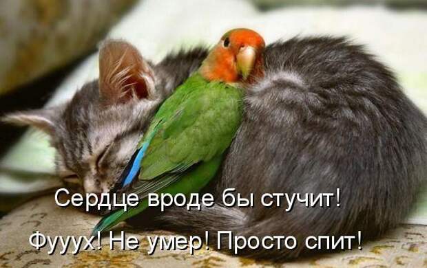 Кото матрица 7