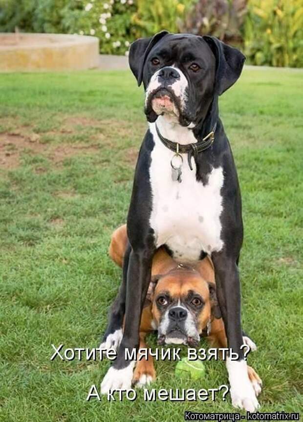Лучшие котоматрицы недели