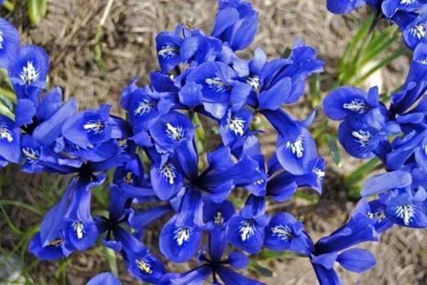 Ирис сетчатый или ирис ретикуляра или иридодиктиум