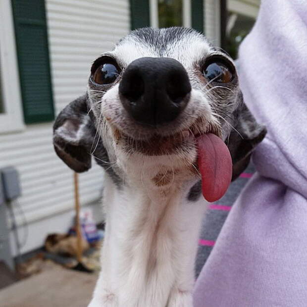 Заппа — очаровательная собака с очень смешной мордочкой