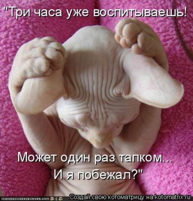 Котоматрица 26
