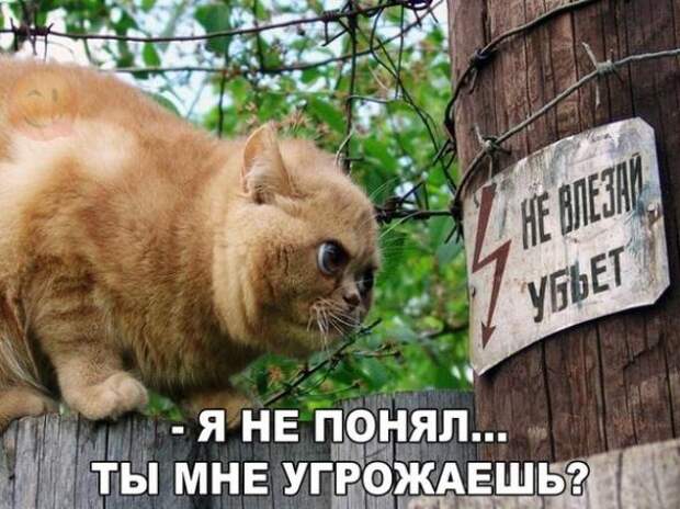 Картинки, юмор, приколы
