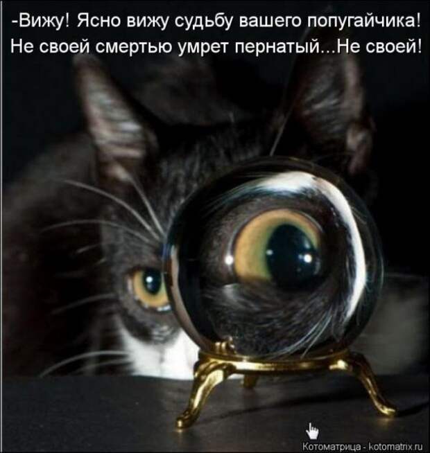 котоматрицы (50 фото) котоматрицы (50 фото)
