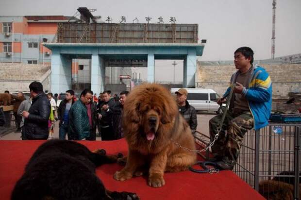 1447522685_tibetskiy_mastif_03 (700x466, 77Kb)
