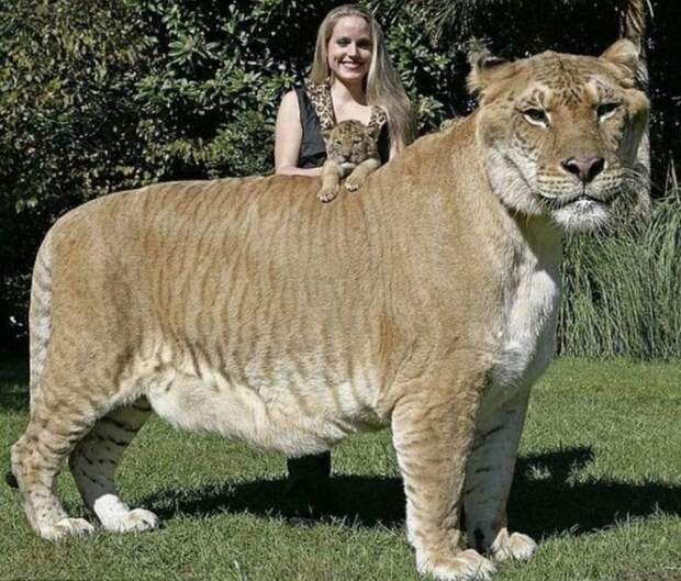 Самая большая кошка. Самые большие животные, животные, рекорды