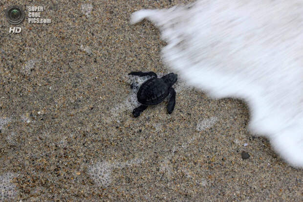 Мексика. Пуэрто-Вальярта, Халиско. 16 ноября. Сезон вылупления оливковых черепах на побережье Томатлана. (REUTERS/Alejandro Acosta)