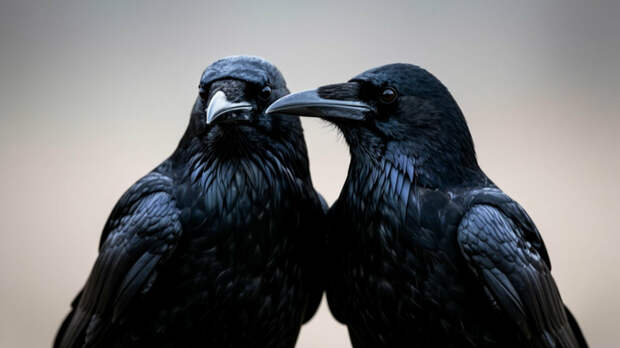 Народные приметы на Герасима Грачевника: как 17 марта узнать, когда выйдешь замуж