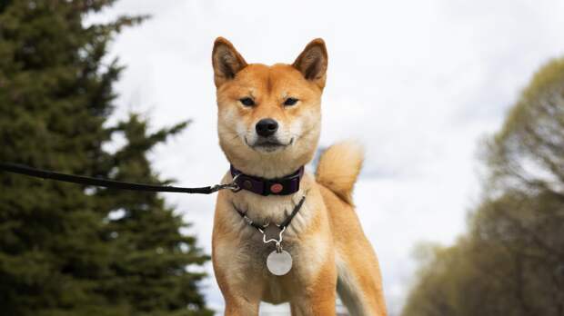 Кинолог Карапетьянц: специальный ошейник поможет отучить собаку лаять в одиночестве