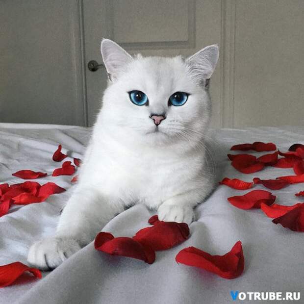Встречайте кота с самыми красивыми в мире глазами Выпуск 490 (16 фото)